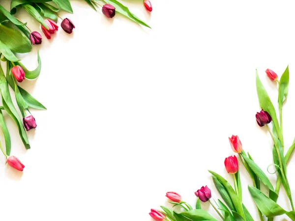 Geschenk-Karte mit Tulpenblumen Ecken Vorlage — Stockfoto