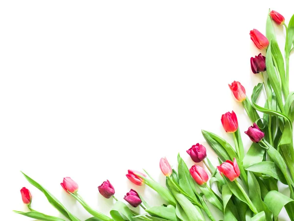 Närvarande kort med tulpan blommor hörn mall — Stockfoto
