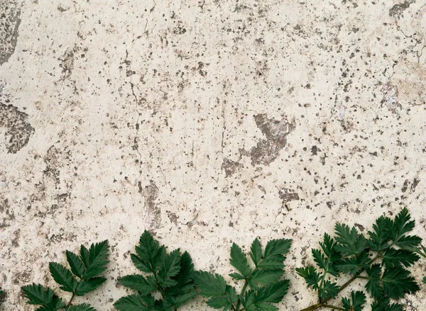 Yeşil fern arka plan ile eski taş zemin