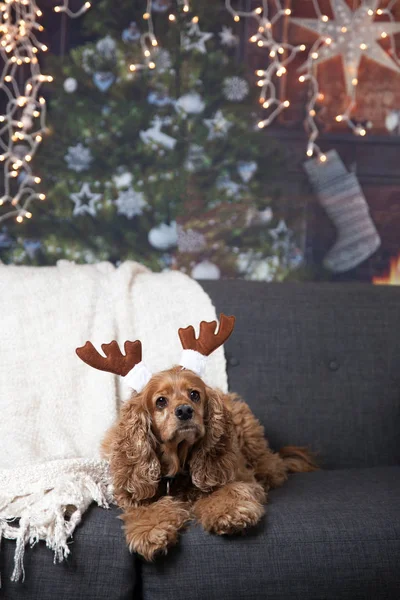 Gyllene cocker spaniel med julhorn — Stockfoto