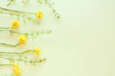 Yeşil arka planda yeşil ve sarı çiçekler. çerçeve ve kopyalama alanı ile srping ve yaz arkaplanı.