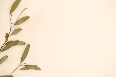 Ökaliptüs yapraklı geri dönüşümlü kağıt üzerinde doğal geri dönüşümlü kalem..