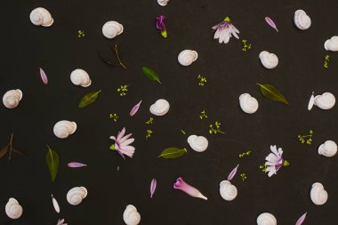 Siyah arka planda yaprakları ve yaprakları olan beyaz salyangozlar