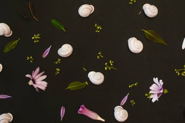 Siyah arka planda yaprakları ve yaprakları olan beyaz salyangozlar