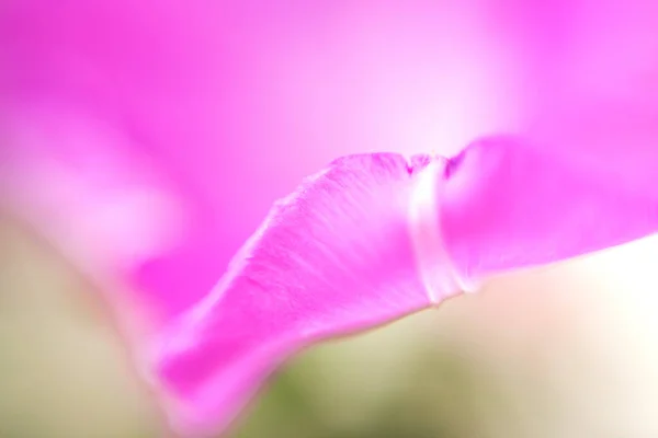 꽃잎의 — 스톡 사진