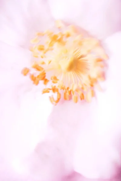 Fond Rose Flou Avec Pétales Fleurs — Photo