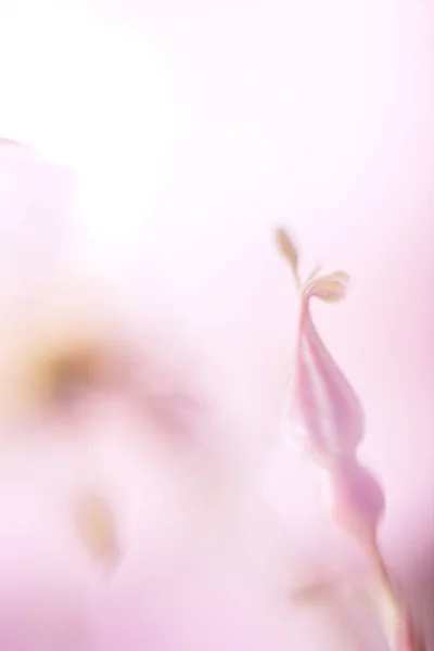 꽃잎에 초점이 분홍빛 — 스톡 사진
