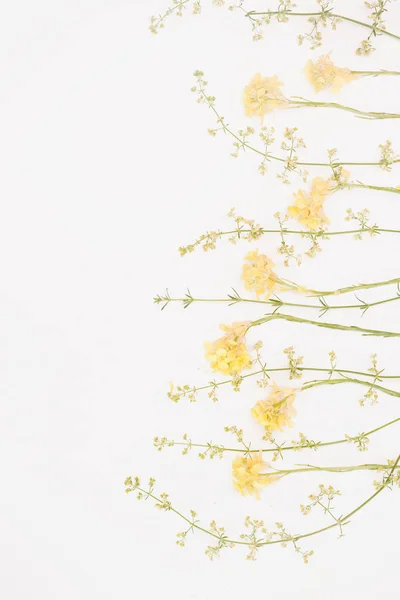 Bunga Hijau Dan Kuning Pada Latar Belakang Putih Srping Dan — Stok Foto