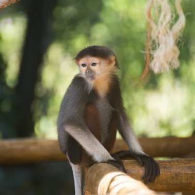 Bebek douc kırmızı şişlemiş langur