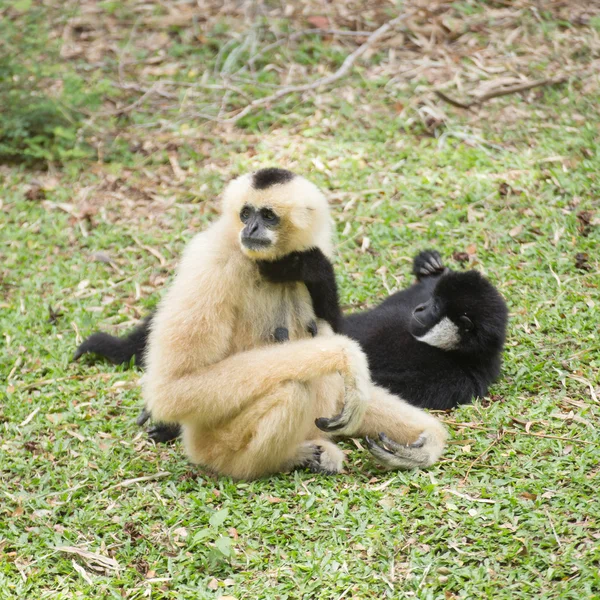 Gibbon matka sedí — Stock fotografie