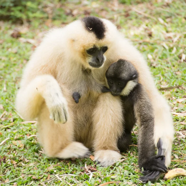 Madre Gibbon y bebé —  Fotos de Stock