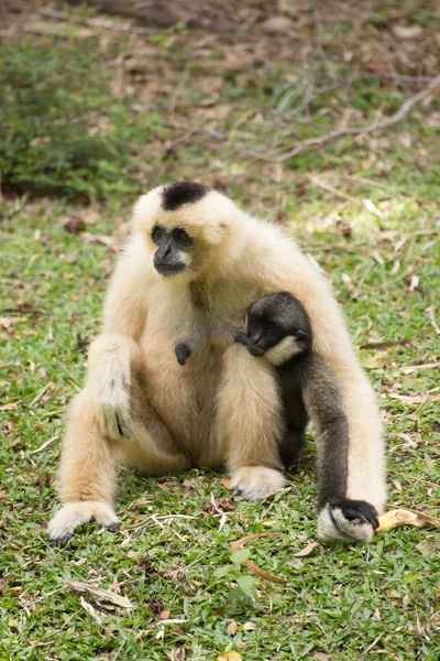 Gibbon-Baby säugt von Mutter — Stockfoto