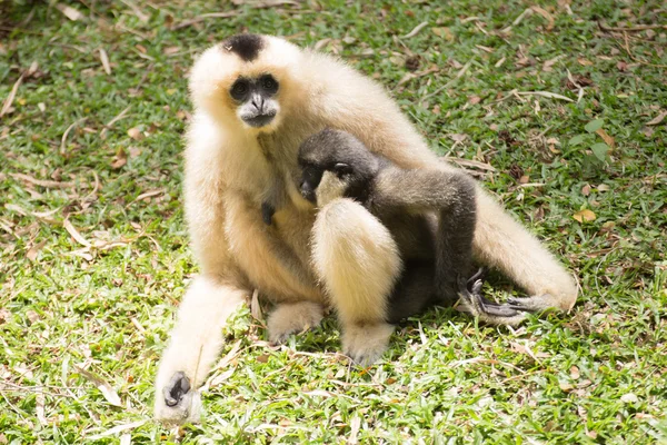 Mère Gibbon et bébé — Photo