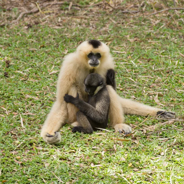 从母亲哺乳的婴儿长臂猿 — 图库照片