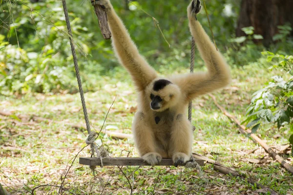 Гиббонская обезьяна сидит на качелях — стоковое фото