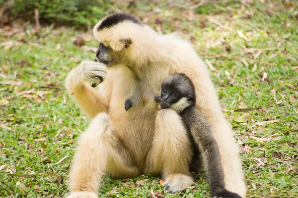 Bebê Gibbon chupando da mãe — Fotografia de Stock