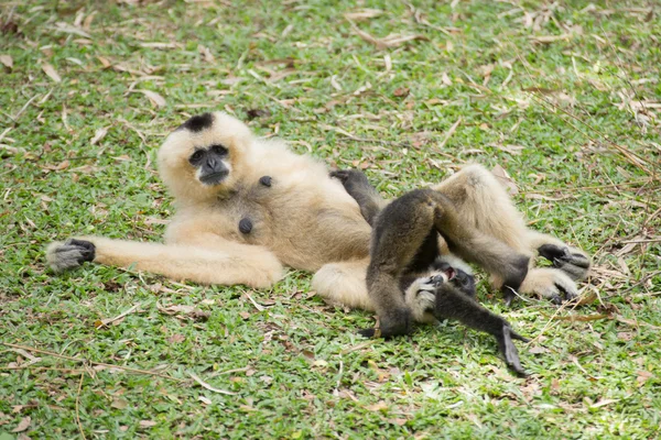 Familia de Gibbom — Foto de Stock