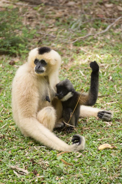 Mãe Gibbon e bebê — Fotografia de Stock