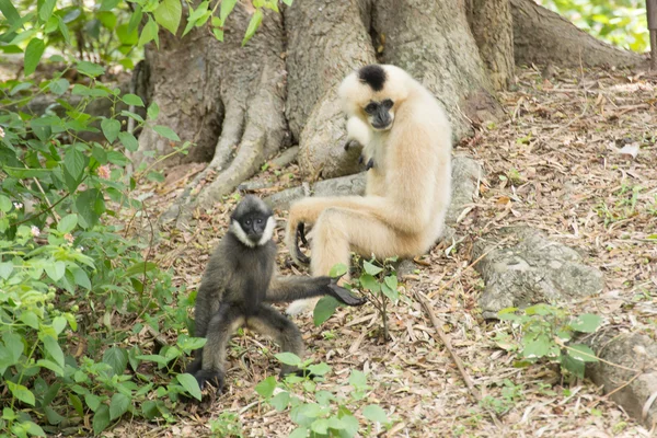 Bebek ve anne Gibbon — Stok fotoğraf