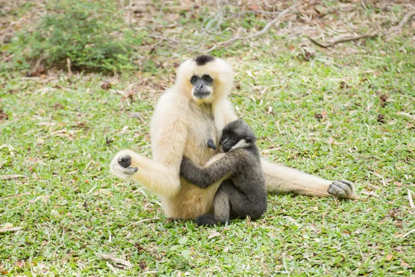 Mutter Gibbon und Baby — Stockfoto