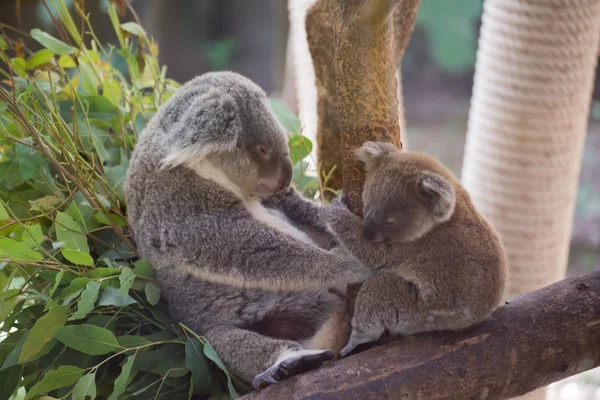 Koalafamilie — Stockfoto