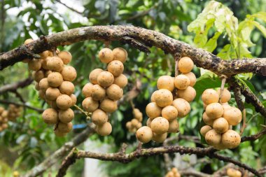 Wollongong meyve ağacı üzerinde