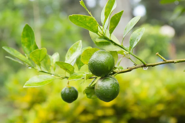 Fruta de limão na árvore Fotografias De Stock Royalty-Free