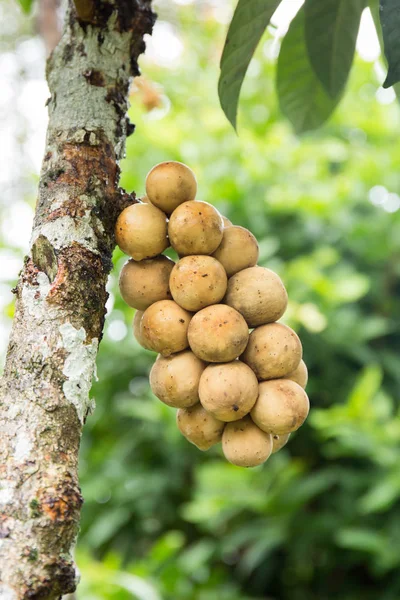 Wollongong Früchte auf Baum — Stockfoto