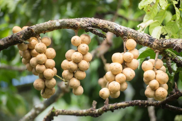 Wollongong Früchte auf Baum — Stockfoto