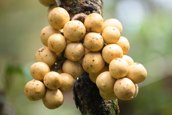 Wollongong fruta en el árbol —  Fotos de Stock
