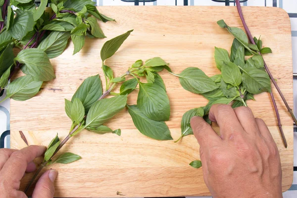 Chef-kok greintje Thaise basilicum met hand — Stockfoto