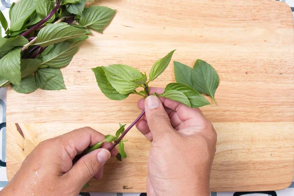 Chef-kok greintje Thaise basilicum met hand — Stockfoto