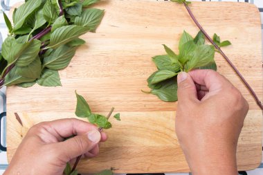 Şef paçavra Tay fesleğen el ile
