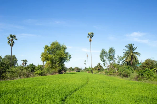 Pole ryżowe rolnika — Zdjęcie stockowe