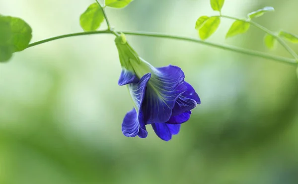 Der Schmetterling Erbsenblumen blühen — Stockfoto