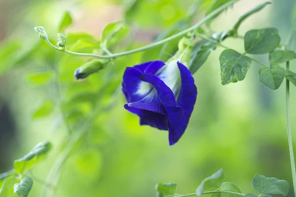 Les fleurs de pois papillon fleurissent — Photo