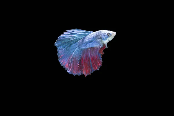 Красочная сиамская боевая рыба — стоковое фото