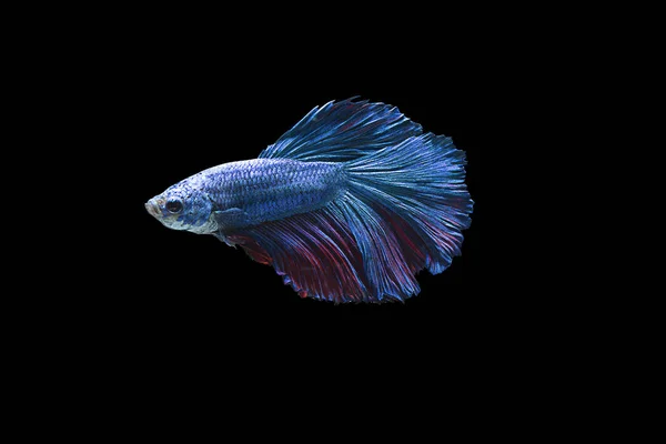 Красочная сиамская боевая рыба — стоковое фото