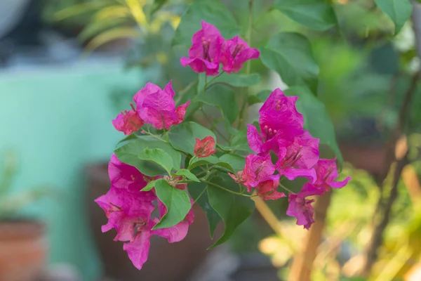 Colorful Bougainvillea Flowers Blossoms Garde — Stock Photo, Image