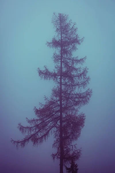 Samotna jodła w gęstej niebieskiej mgle — Zdjęcie stockowe