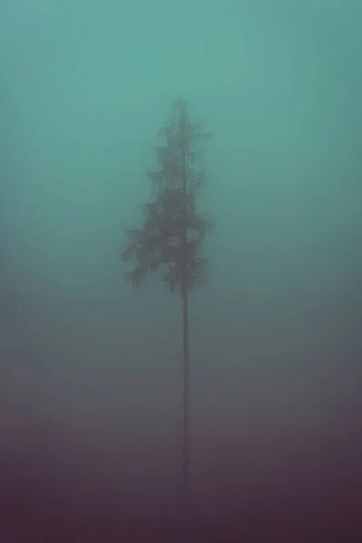 Drzewo jodłowe w gęstej mgle — Zdjęcie stockowe