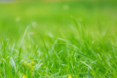 parlak yeşil çim arka plan