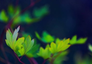 Dicentra yeşil yapraklar arkaplanı