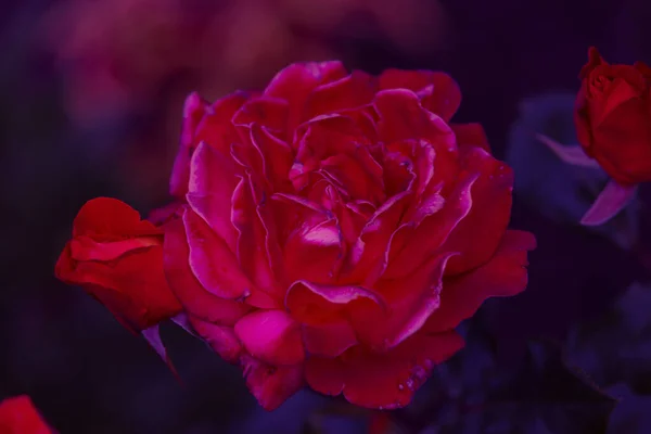 绽放的粉红色玫瑰花 — 图库照片