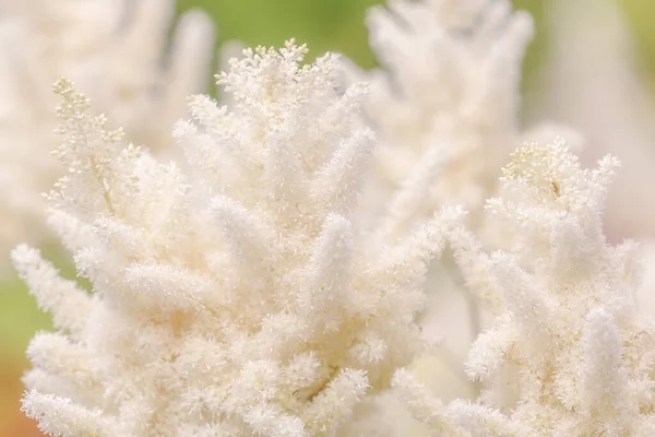 Witte pluizige astilbe bloemen — Stockfoto
