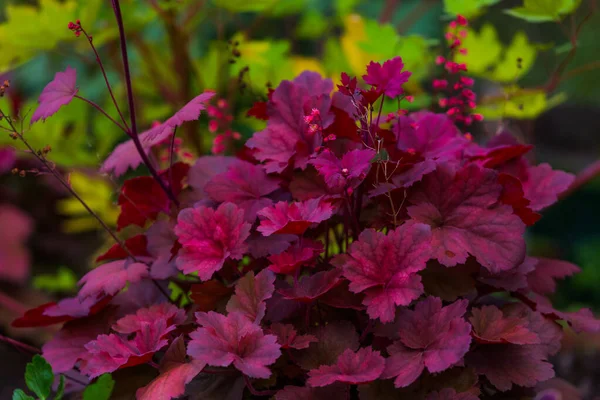 Beautiful Heuchera purple leaves and flowers background