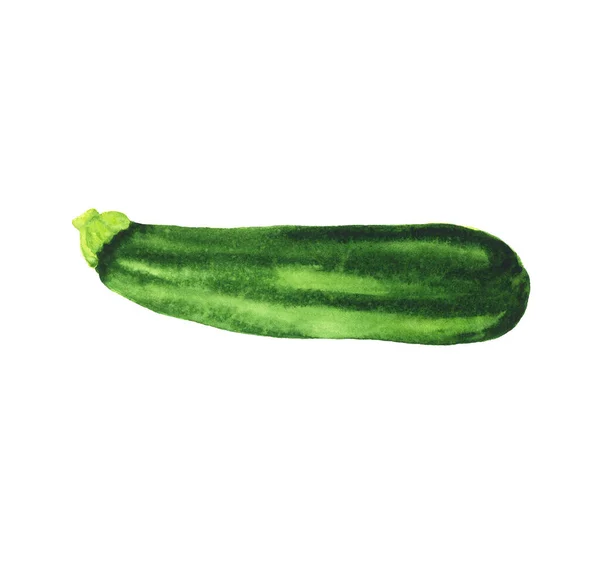 Ilustração realista de abobrinha aquarela verde, courgette — Fotografia de Stock