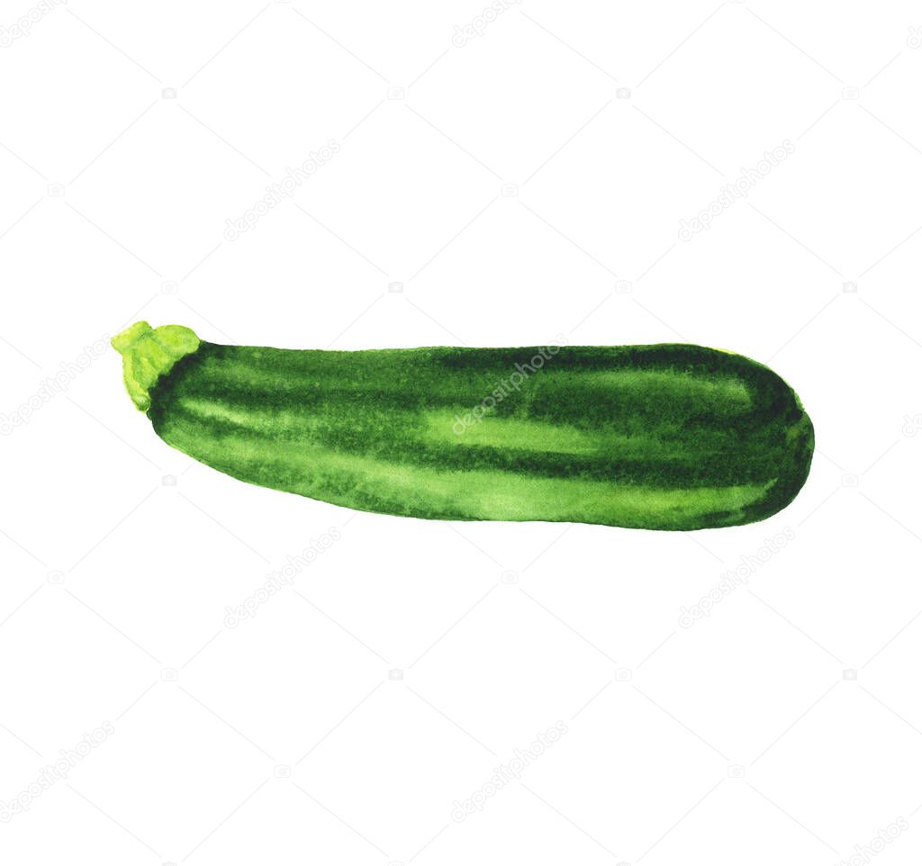 Realistic illustration of green watercolor zucchini, courgette