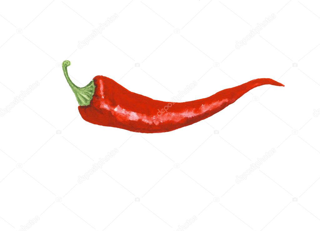 Realistic watercolor illustration of red hot chili pepper