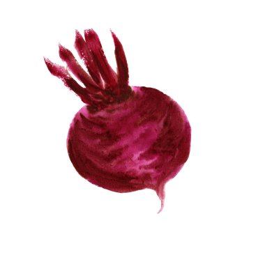 Bir pancar kökünün suluboya el çizimi